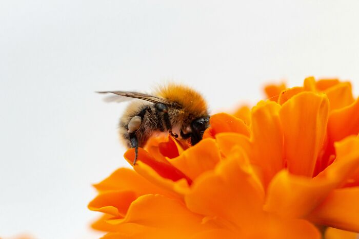 Bee on vibrant orange flower displaying weird nature quirks.