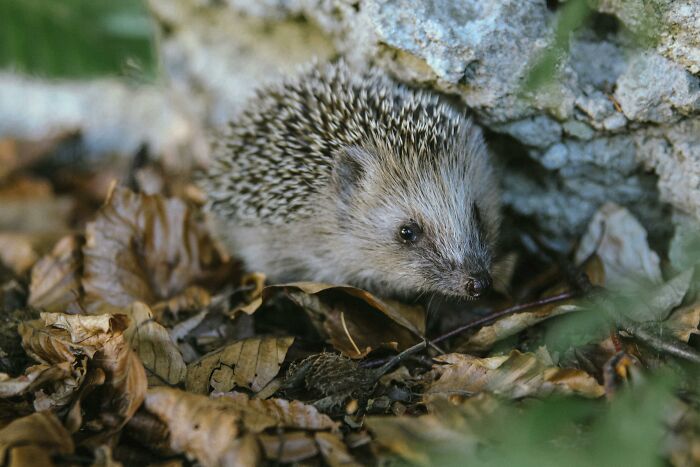 Hedgehog nestled among dry leaves and rocks, showcasing weird nature quirks in camouflage.