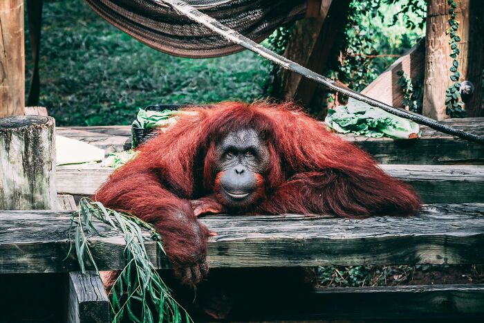 An orangutan displaying weird nature quirks, lounging calmly on wooden steps surrounded by greenery.