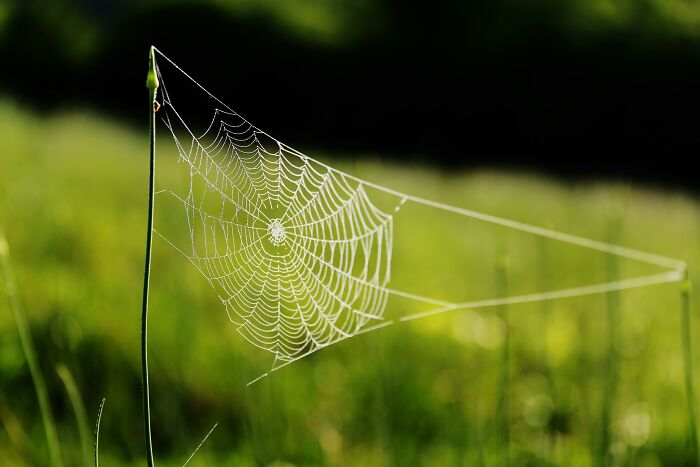 Spider web on grass in a meadow, showcasing weird nature quirks.