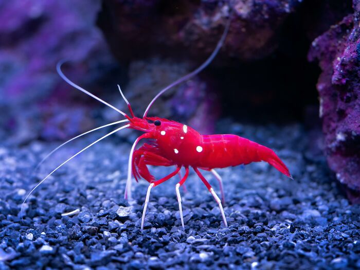 Bright red shrimp with long antennae on gravel, showcasing weird nature quirks.