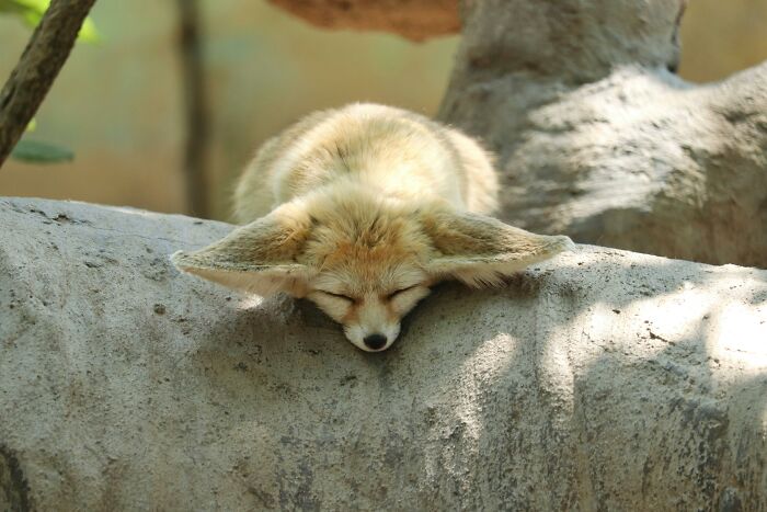 Fennec fox sleeping on a rock, showcasing weird nature quirks with its large ears and fluffy coat.