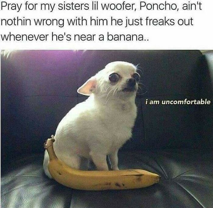 Chihuahua looking uncomfortable beside a banana on a couch, illustrating a funny animal meme from Animal Antics.