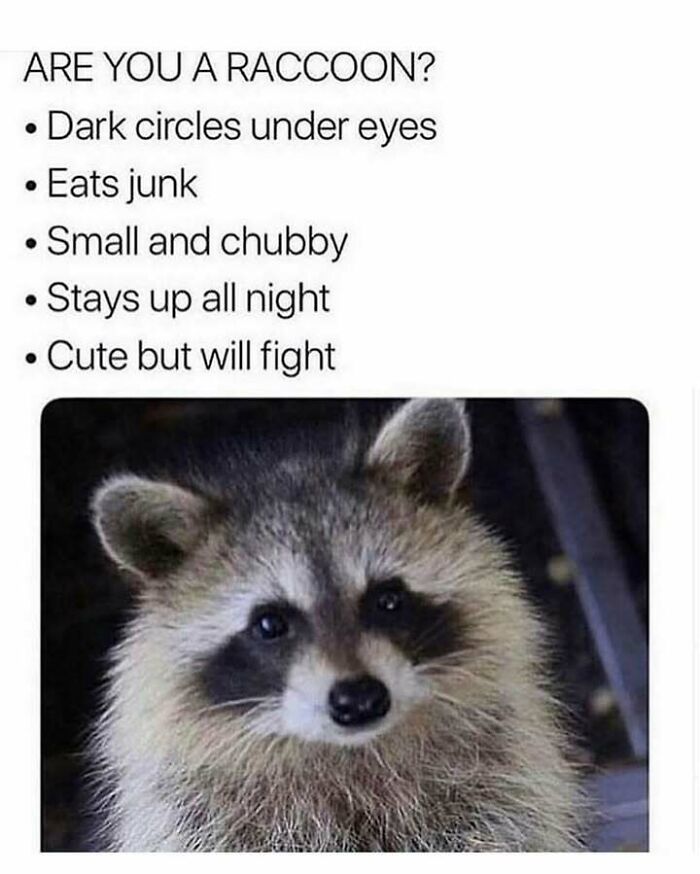 "Funny raccoon meme lists traits like dark circles, eating junk, and staying up all night from 'Animal Antics' page."