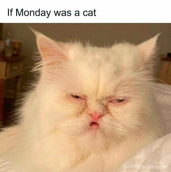 Fluffy white cat with a grumpy expression, captioned "If Monday was a cat," showcasing animal antics humor.