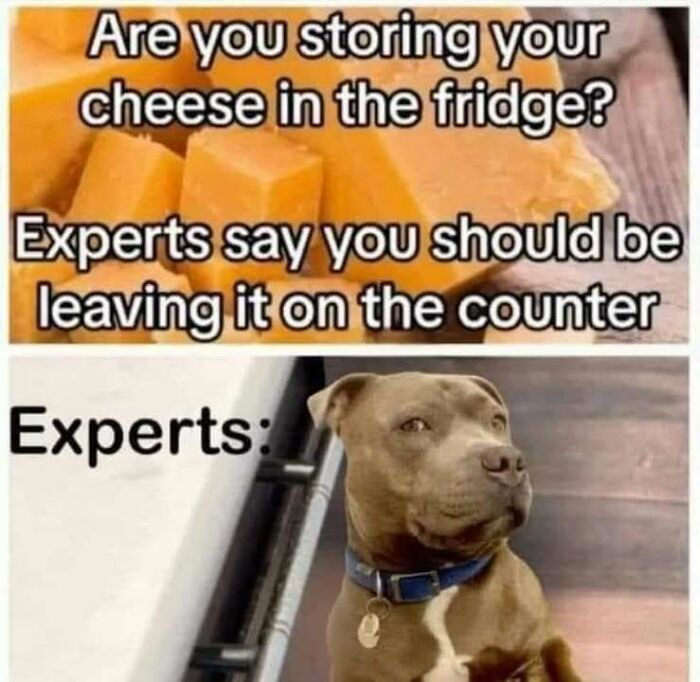 Dog meme with cheddar cheese, humorously questioning storage advice, showing the phrase "Experts" followed by a dog's face.