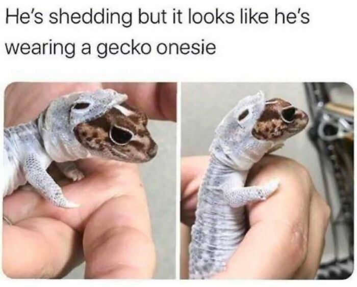 Gecko shedding skin, humorously resembling a onesie, held in a person's hand, showcasing animal antics.