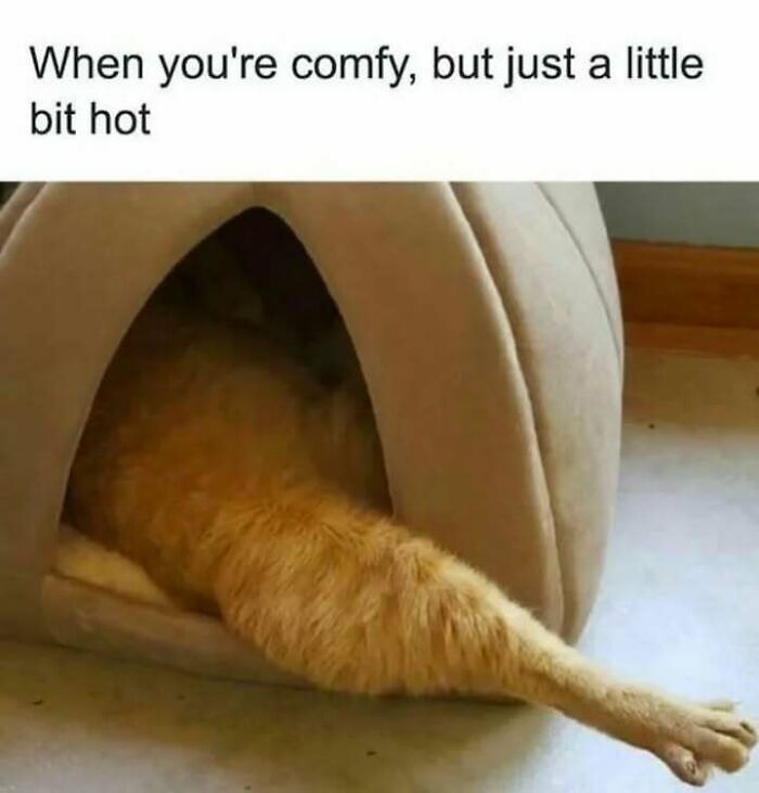 Cat stretching out of a cozy bed, illustrating a funny meme from the 'Animal Antics' page.