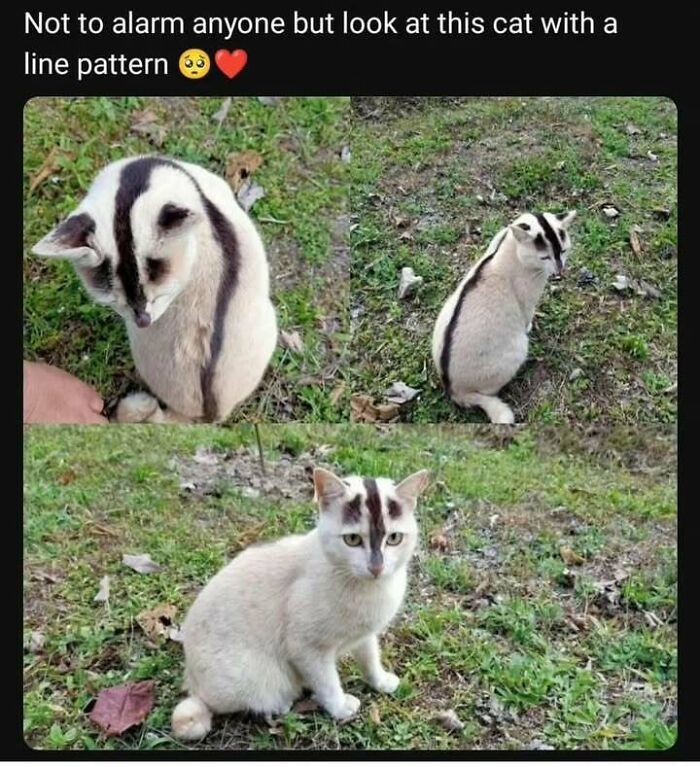 Cat with a unique line pattern on its back, sitting on grass. Wholesome animal antics captured in three photos.