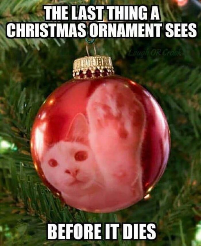 Cat's reflection in a Christmas ornament from 'Animal Antics' memes on Facebook, with humorous text above and below.