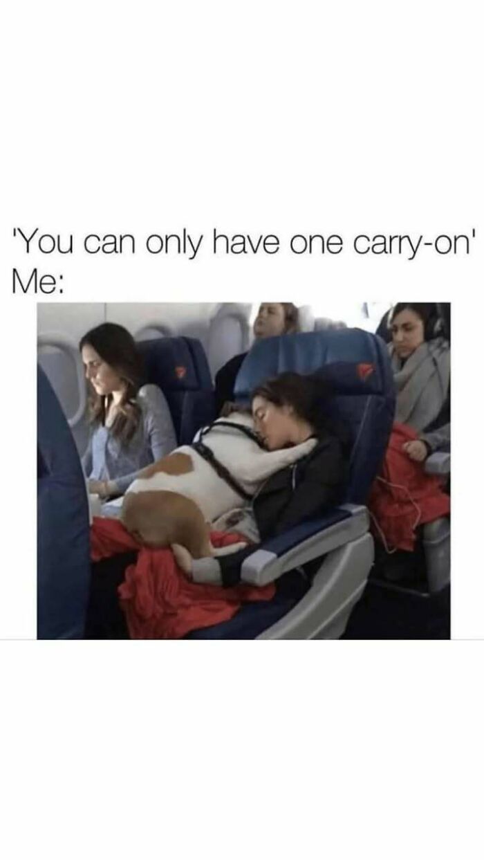 Woman cuddling a dog on a plane, humorously defying carry-on policy. Wholesome and funny animal antics.