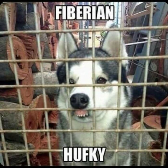 Husky behind cage with funny text overlay: "Fiberian Hufky" from Animal Antics.