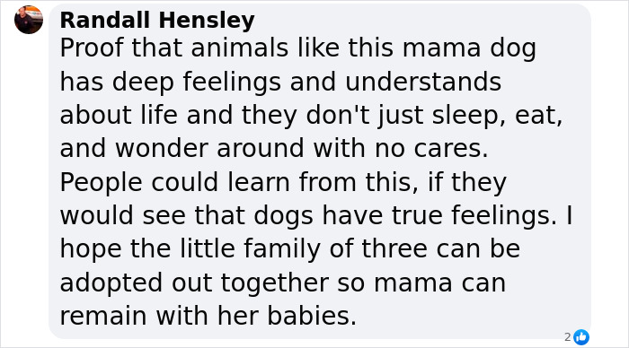 Text from Randall Hensley discussing the deep feelings of a stray dog carrying her sick puppy to the vet.