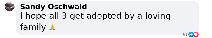 Comment expressing hope for stray dog, puppy, and another to be adopted by a loving family.