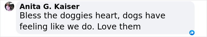 User comment expressing empathy for dogs, highlighting their emotions comparable to humans'.