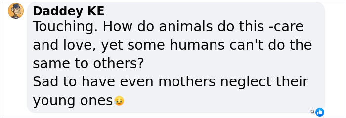 Comment expressing amazement at a stray dog trusting humans for help, highlighting animal care and love.