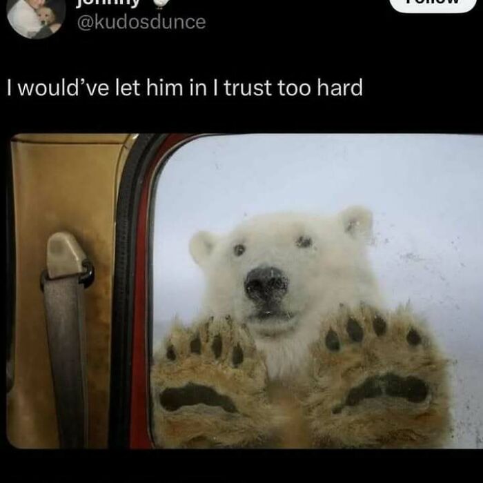 Polar bear paws pressed against car window, part of the Animal Antics meme collection.