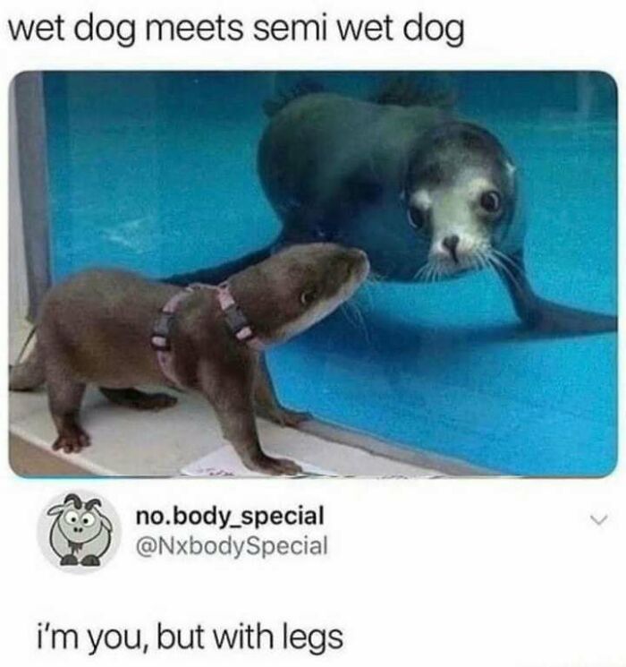 Otter looking at a seal through glass with the caption "wet dog meets semi wet dog" from Animal Antics memes.