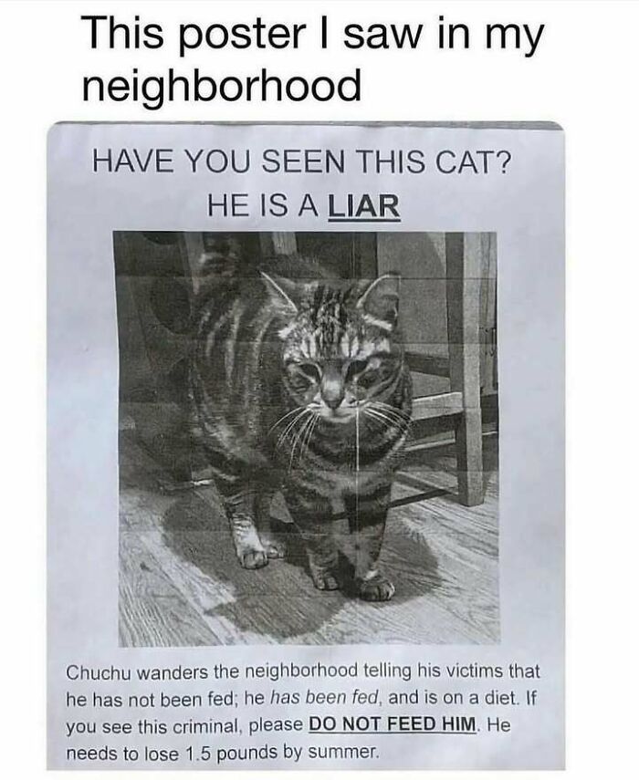 Funny poster of a cat labeled as a "liar," humorously warning not to feed him due to deceptive behavior.