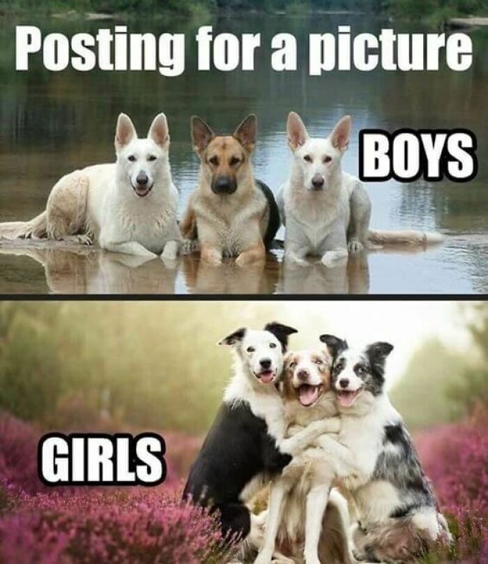 Dogs posing humorously labeled "boys" and "girls" from the Animal Antics Facebook page.