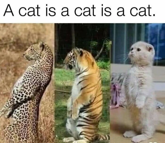 Three cats standing upright: a leopard, a tiger, and a house cat. Animal Antics meme humorously compares their poses.