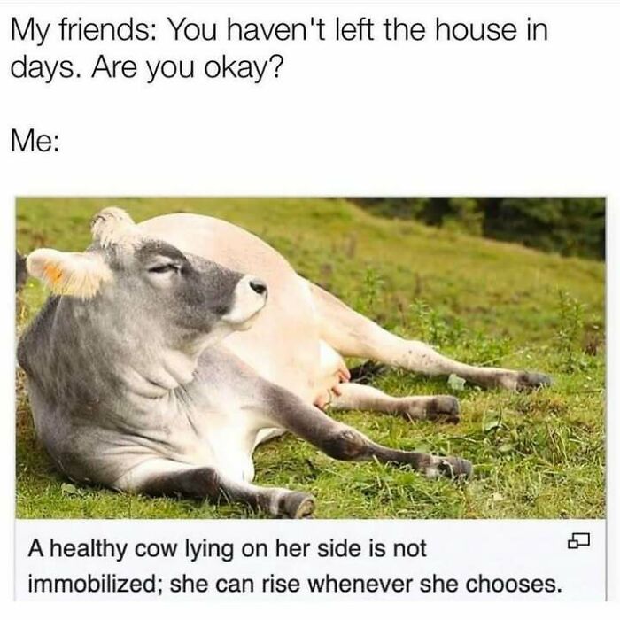 Cow relaxing on grass with caption about staying indoors, part of the 'Animal Antics' meme series.