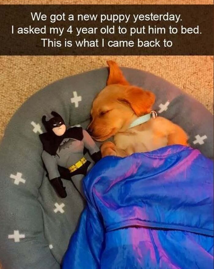 A puppy sleeping in a dog bed with a Batman toy, covered with a blue blanket. Wholesome and funny animal antics.