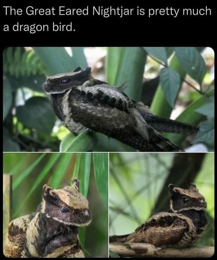 Great Eared Nightjar on branches, resembling a dragon-like bird; a funny meme from the 'Animal Antics' Facebook page.