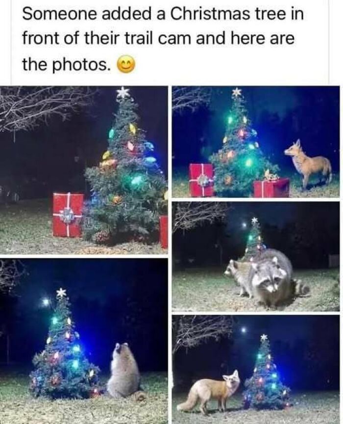 Christmas tree with animals captured on trail cam; raccoon and fox admire holiday lights, creating wholesome, funny animal antics.