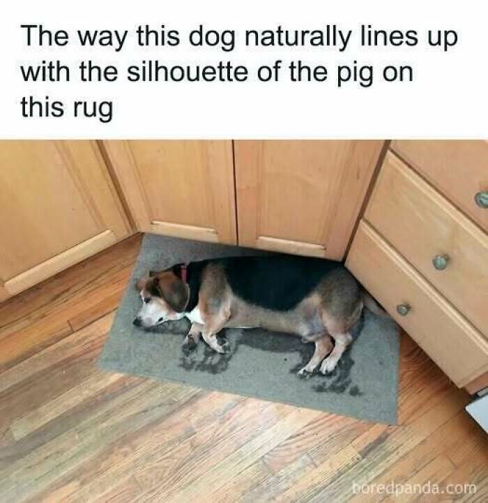 Dog aligning perfectly with pig silhouette on a rug in a humorous scene from Animal Antics.