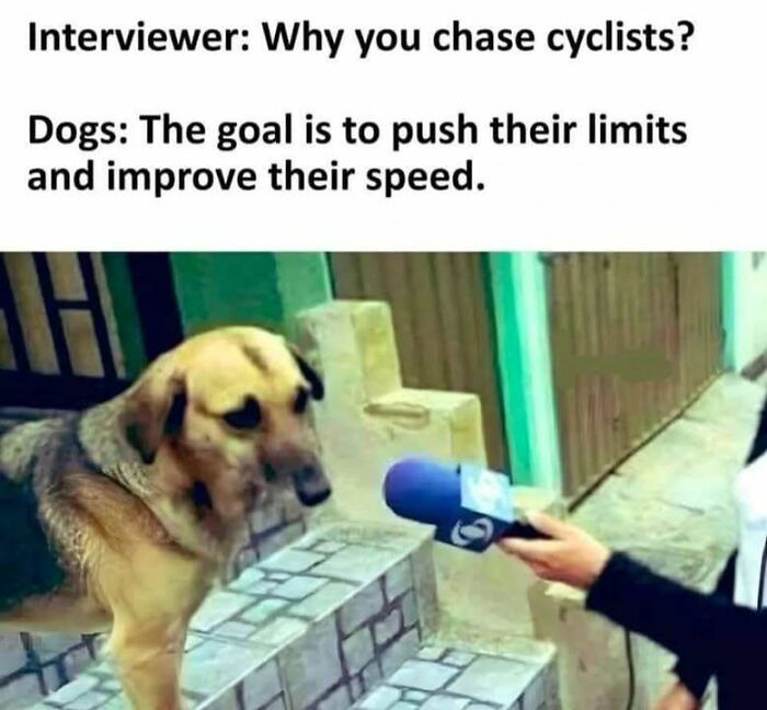 Dog being interviewed, humorously explaining why it chases cyclists, representing animal antics meme.
