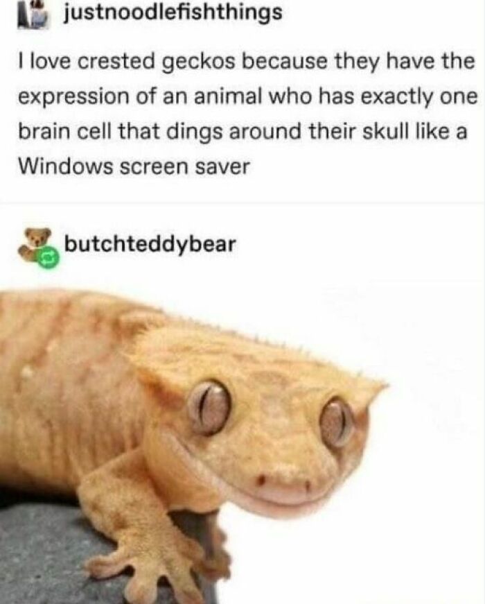 Wholesome Animal Antics meme featuring a crested gecko with a humorous caption about its expression.