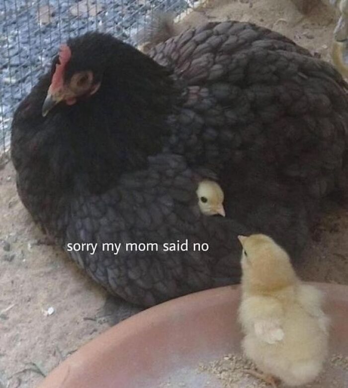 Chicken with two chicks, one peeking out from the feathers. Text overlay says "sorry my mom said no." Animal antics.