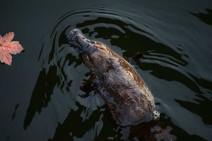 Platypus swimming in dark water with a floating leaf, showcasing weird nature quirks.