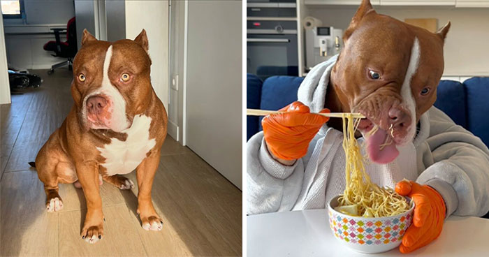 This Dog Eats Better Than You Do: Biggie The American Bully’s Dining Etiquette Goes Viral