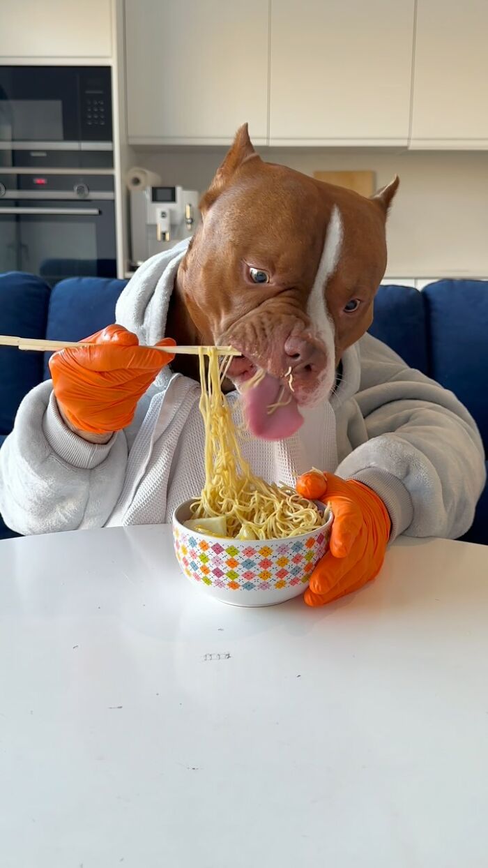 American Bully dog wearing gloves and eating noodles with chopsticks, showcasing dining etiquette.