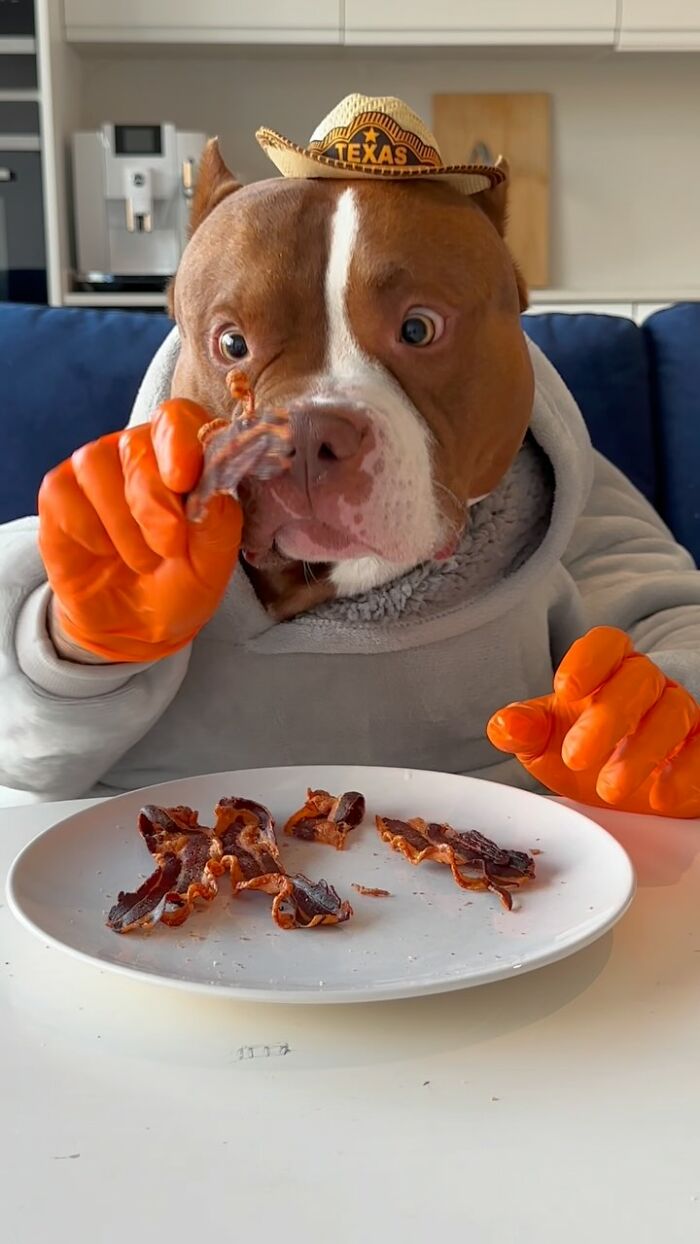 American Bully dog wearing a hat and gloves eating bacon at a table, showcasing its dining etiquette.