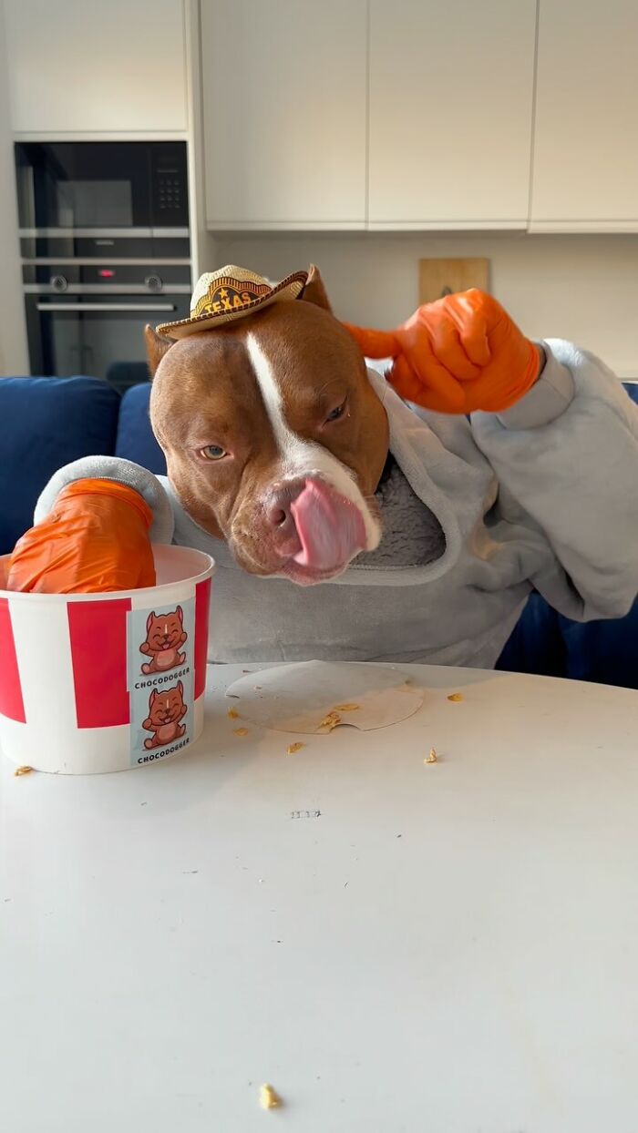 American Bully wearing a hat and gloves, enjoying a meal from a bucket in a kitchen setting.