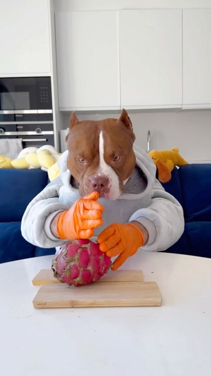 American Bully dog in a hoodie and gloves at a table, ready to eat a dragon fruit, showcasing dining etiquette.