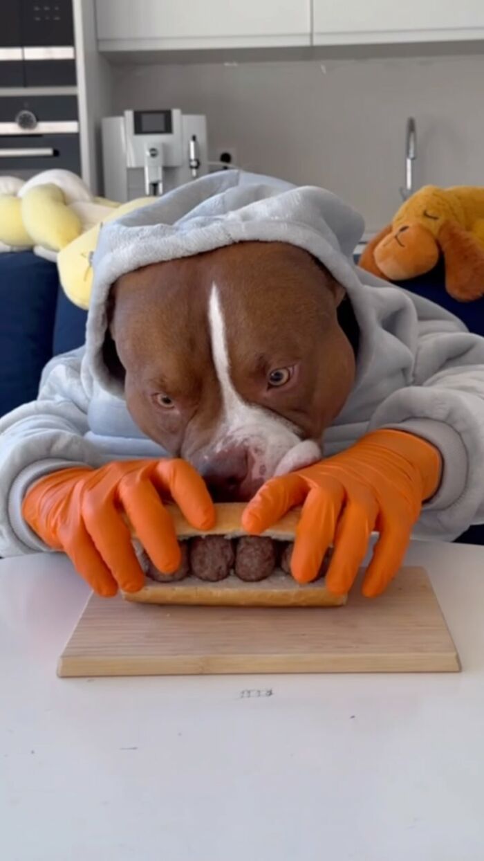 American Bully wearing a hoodie and gloves, carefully eating a meatball sandwich.