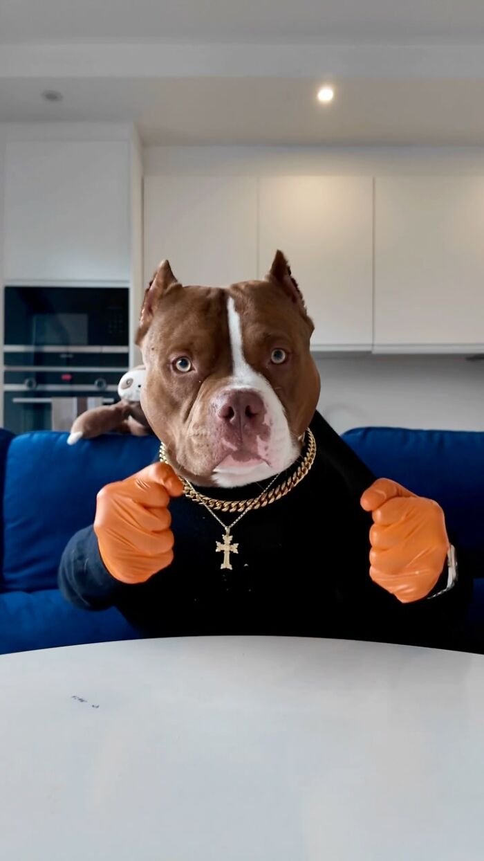 American Bully dog wearing chains and sitting at a dining table, showing off its dining etiquette.