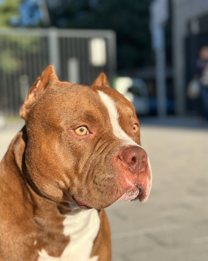 American Bully dog sitting outside, showing a strong profile in the sunlight.