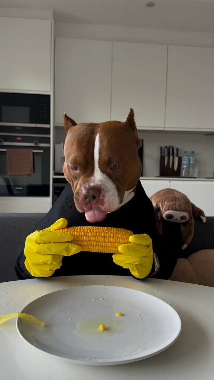 American Bully dog with yellow gloves holding corn in a kitchen setting.