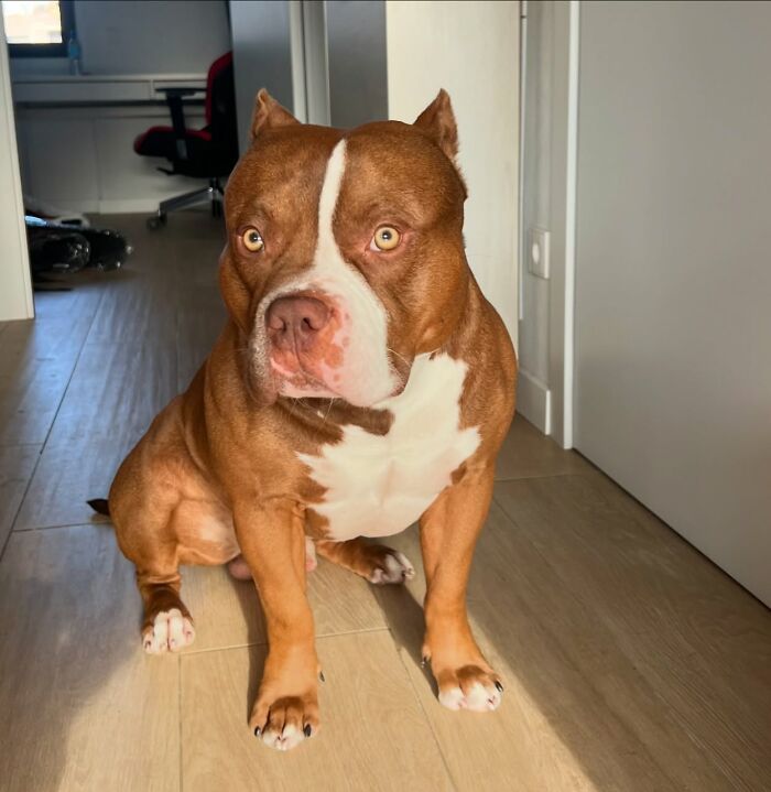 American Bully dog sitting indoors, showcasing its attentive expression and strong build.