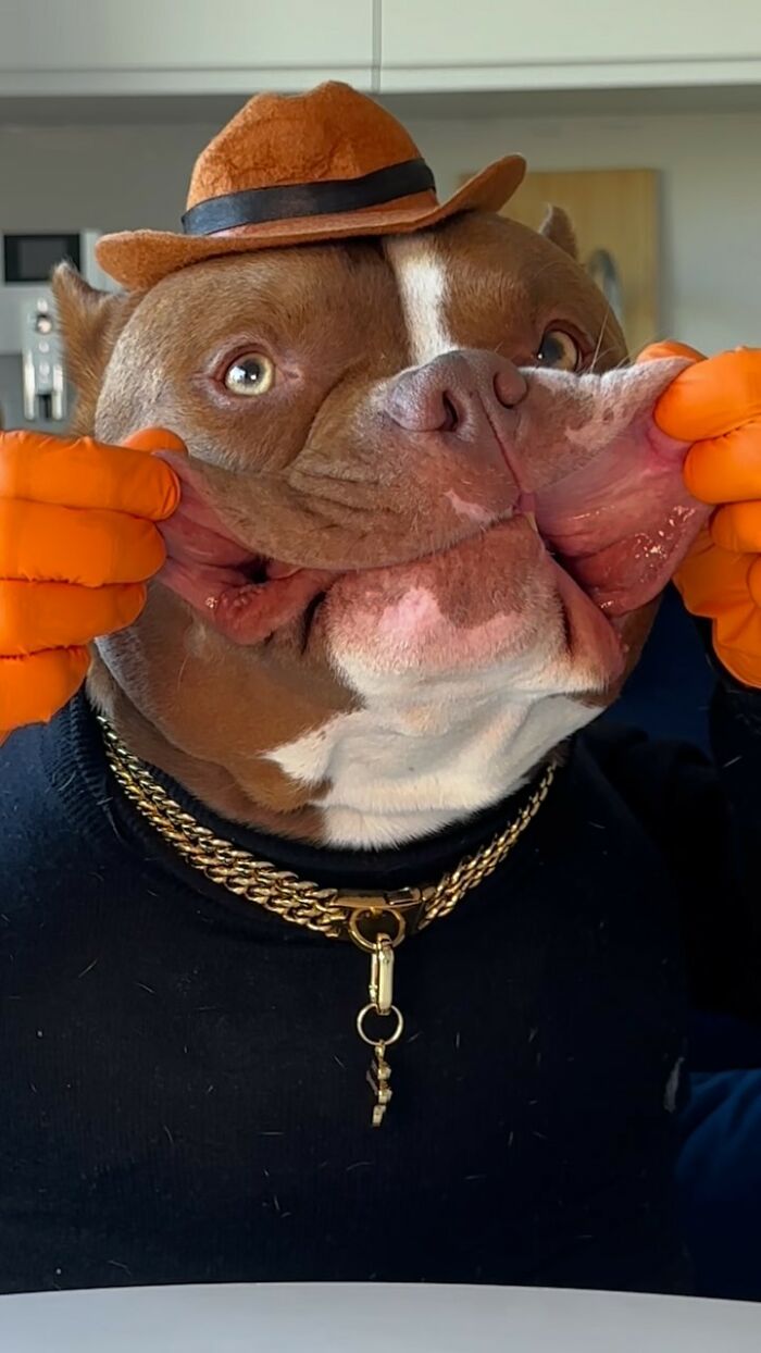 American Bully dog wearing a hat and gold chains, showcasing its dining etiquette in a humorous setting.