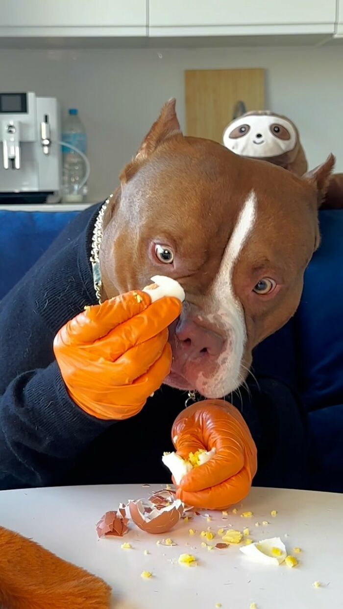 American Bully dog Biggie wearing gloves and eating etiquette-style at a table.