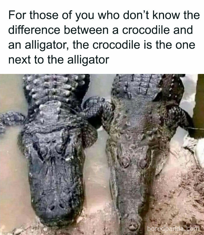 Two reptiles, one an alligator and the other a crocodile, with a humorous caption about their differences.