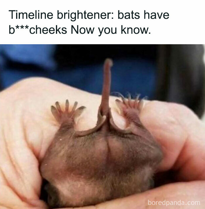 Hilariously random meme featuring a bat with a humorous caption about its anatomy, adding a light-hearted moment.