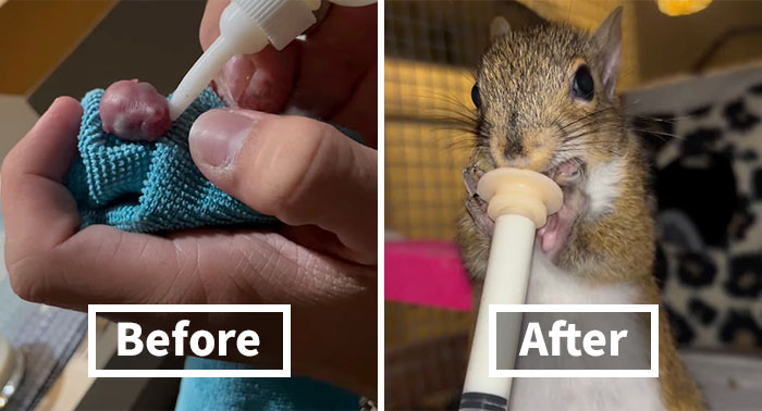 This Man Rescued A Tiny Creature, So Small They Didn’t Know It Was A Squirrel At First