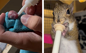 This Man Rescued A Tiny Creature, So Small They Didn’t Know It Was A Squirrel At First